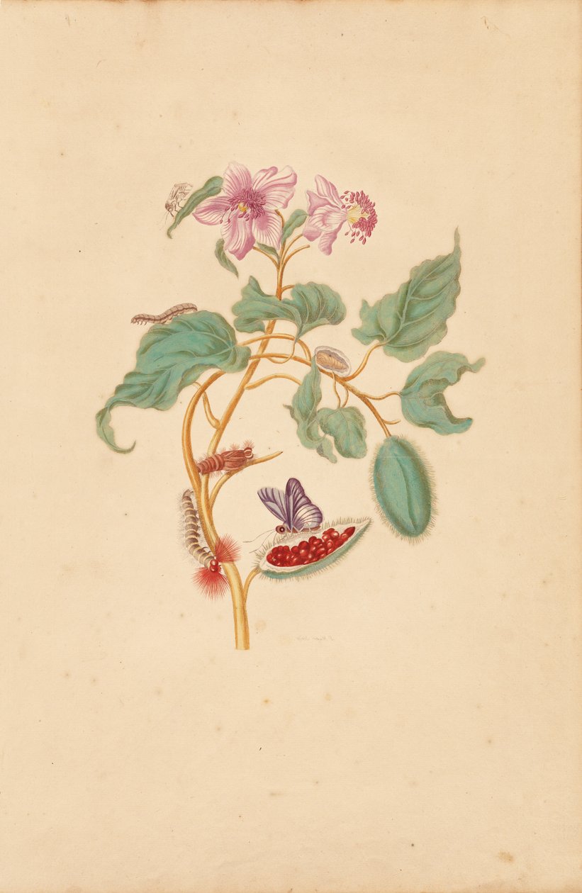  av Maria Sibylla Merian