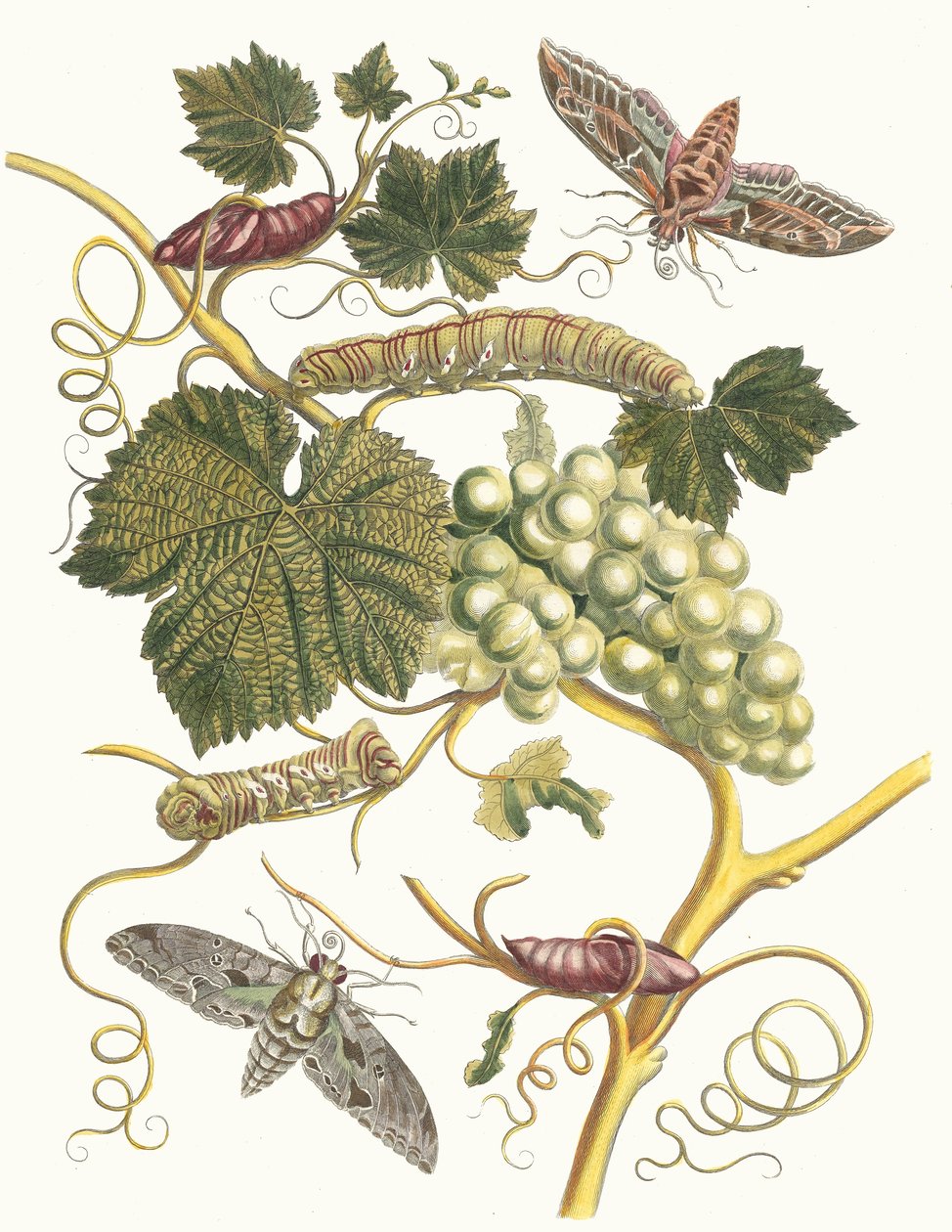 Vigne blanche d'Amerique. Fra boken Metamorphosis insectorum Surinamensium, 1705. av Maria Sibylla Merian
