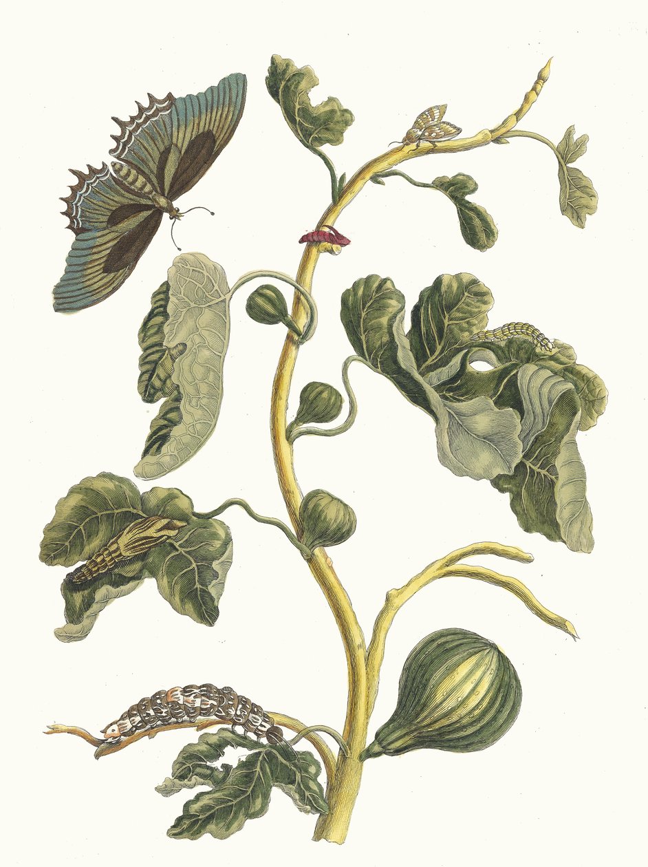 Hvit Guava. Fra boken Metamorphosis insectorum Surinamensium, 1705. av Maria Sibylla Merian