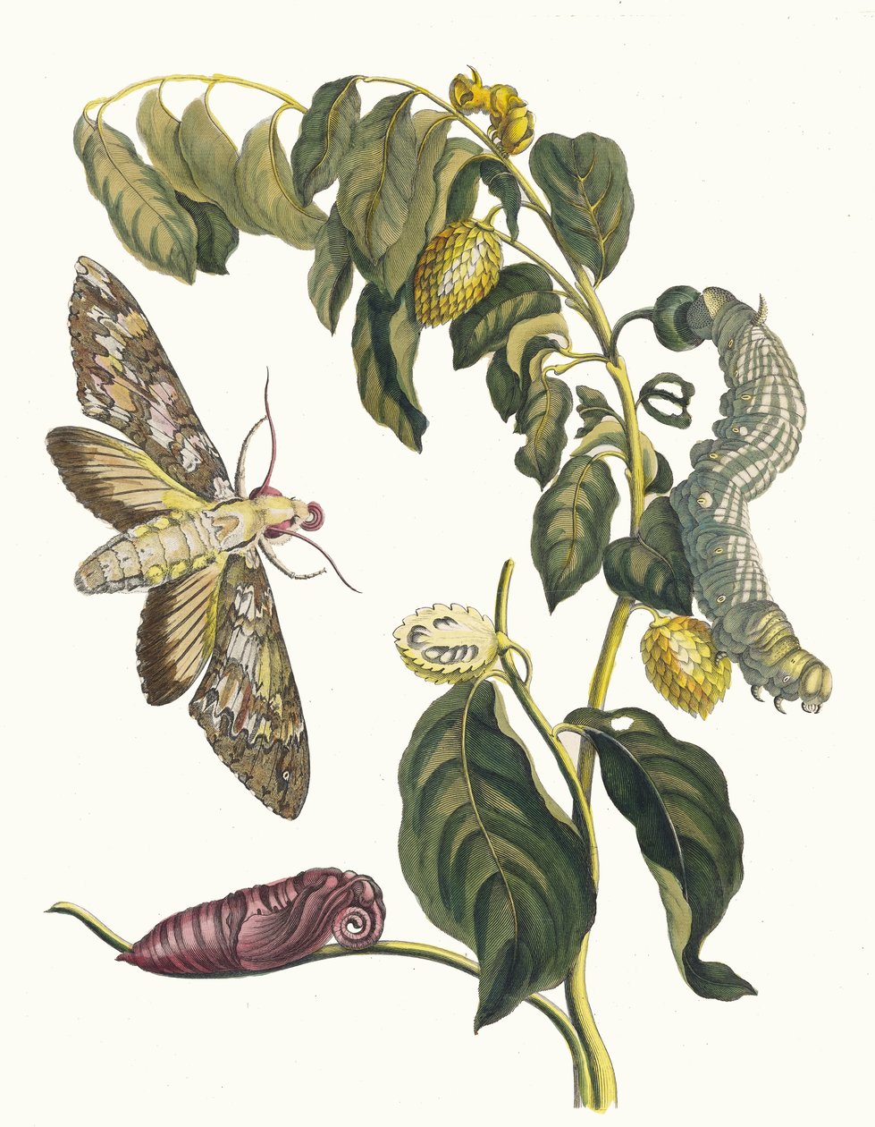 Zursak. Fra boken Metamorphosis insectorum Surinamensium, 1705. av Maria Sibylla Merian