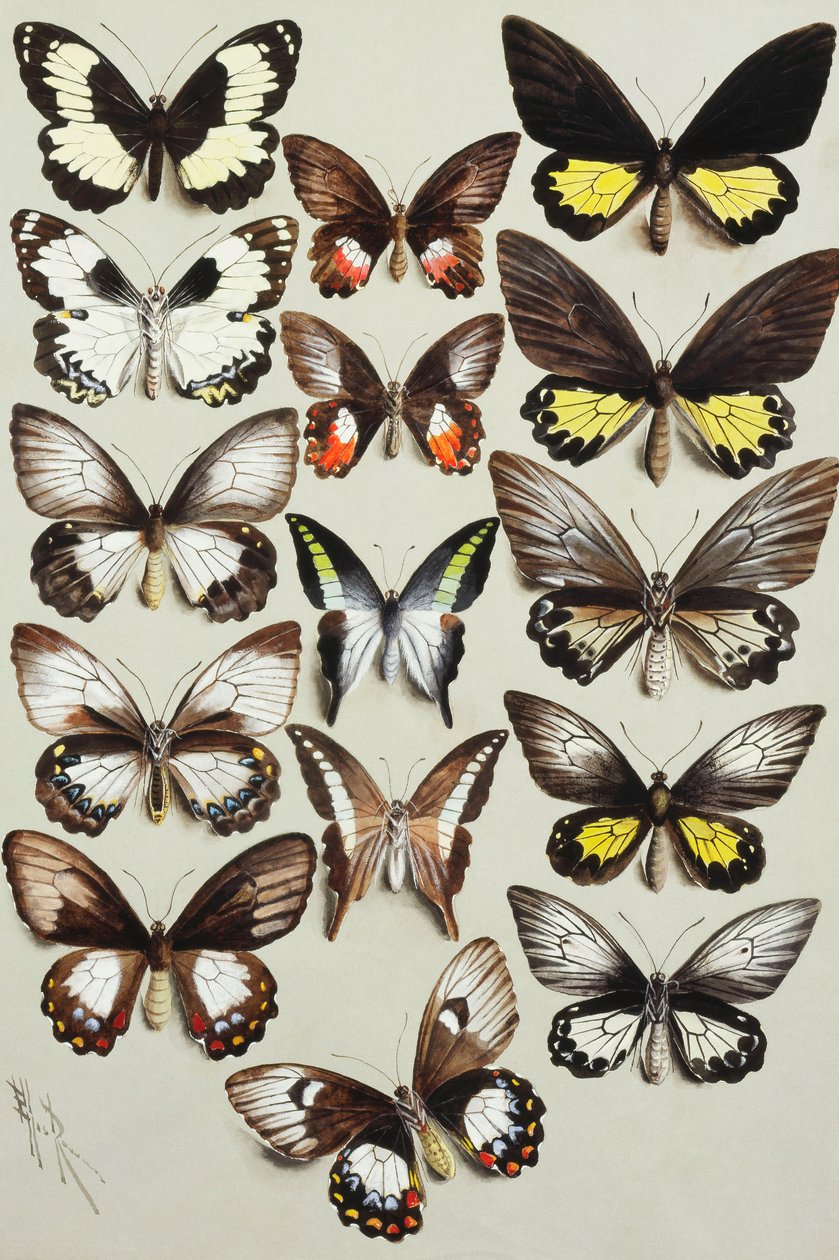 Femten Swallowtail sommerfugler (Family Papilionidae) i tre kolonner av Marian Ellis Rowan