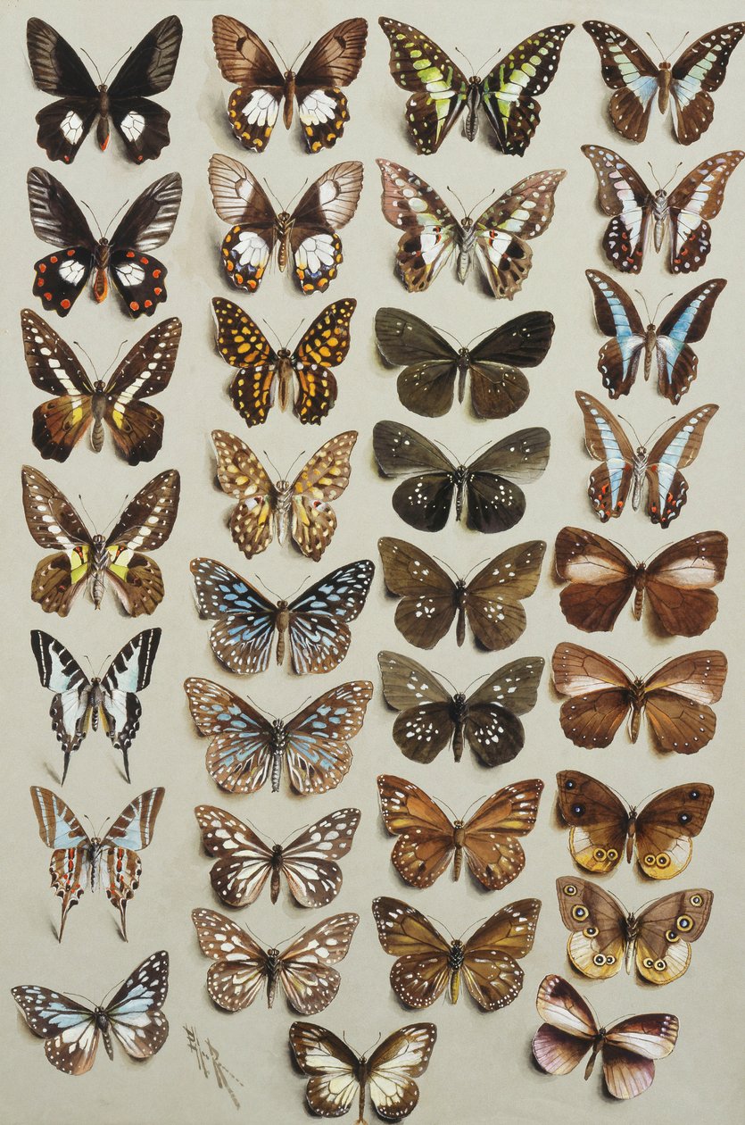 Trettitre sommerfugler, i fire kolonner, som tilhører familiene Papilionidae og Danainae, av Marian Ellis Rowan
