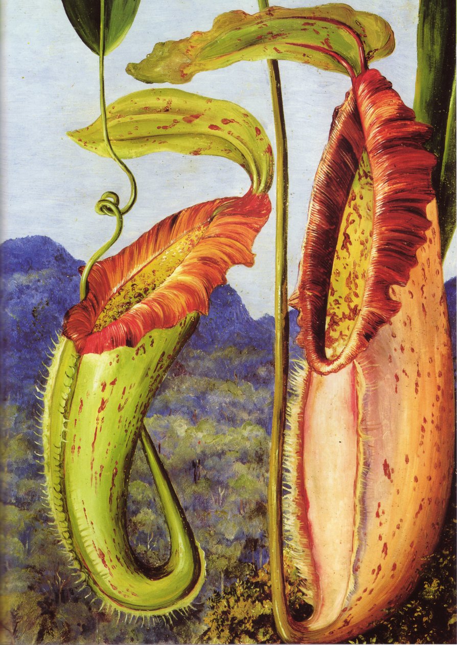  av Marianne North