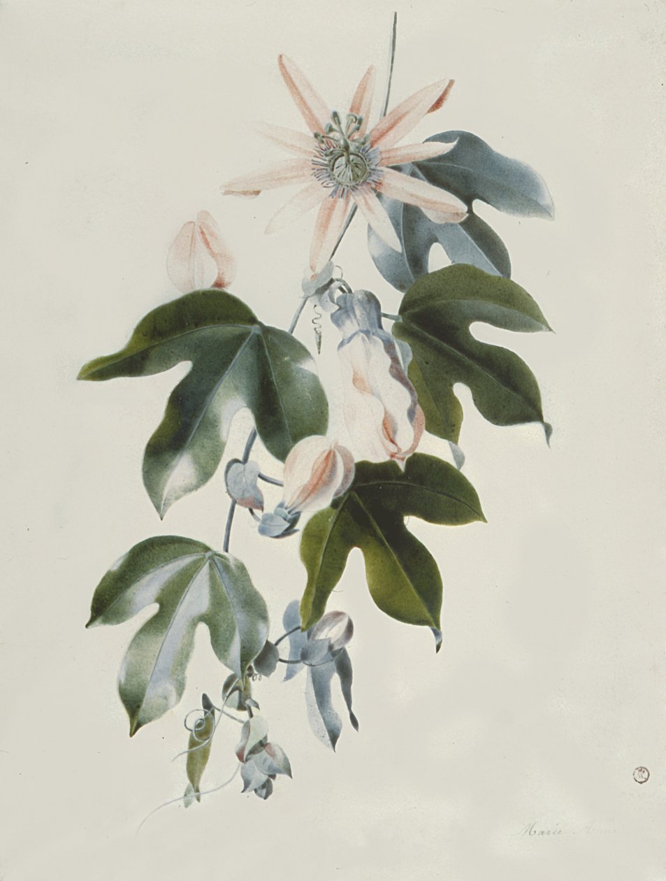Klematis av Marie Anne