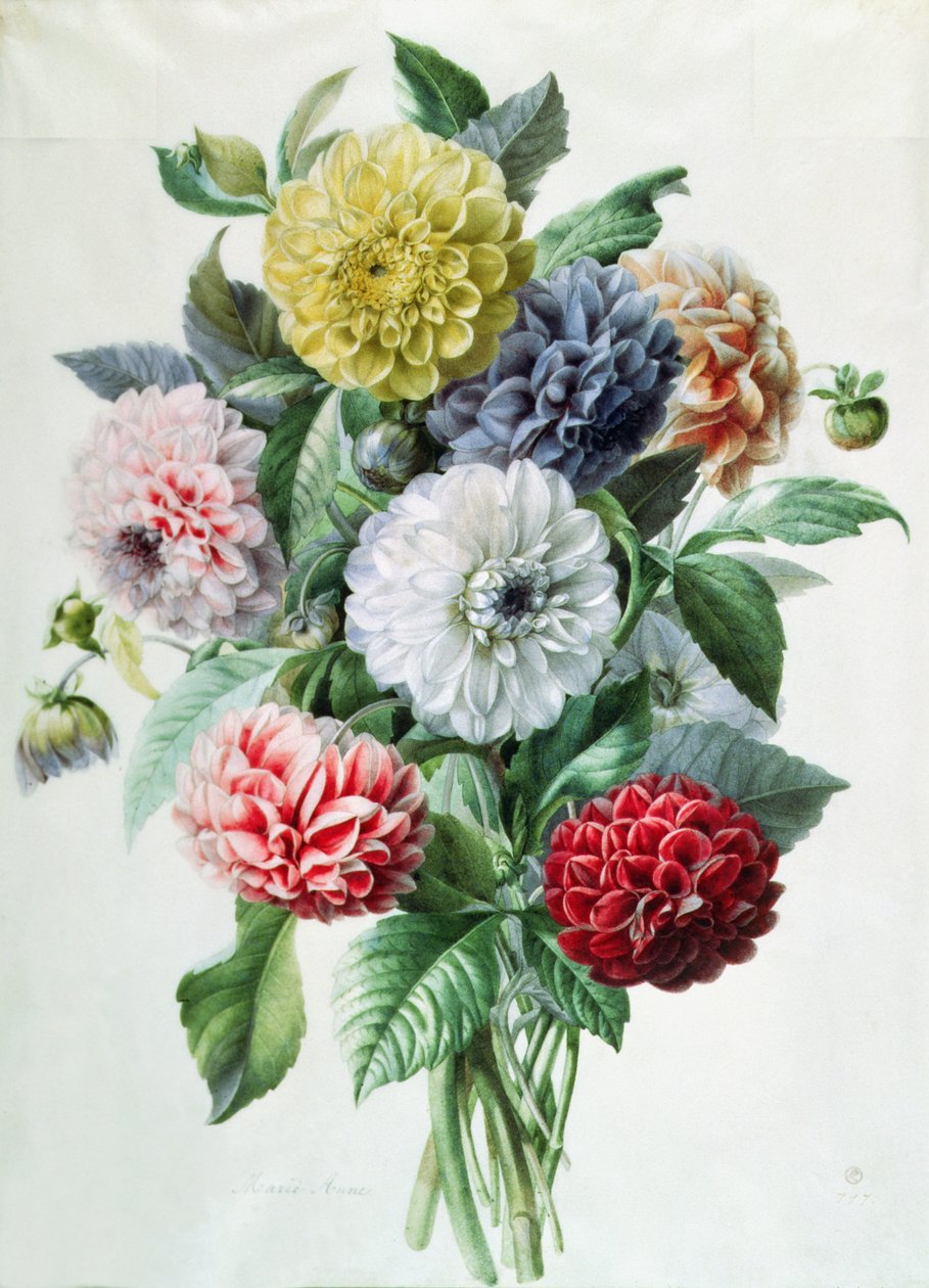 Dahlia av Marie Anne