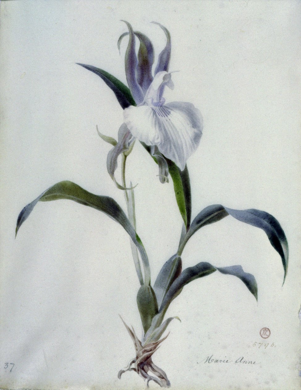 Blomsterstykker av Marie Anne