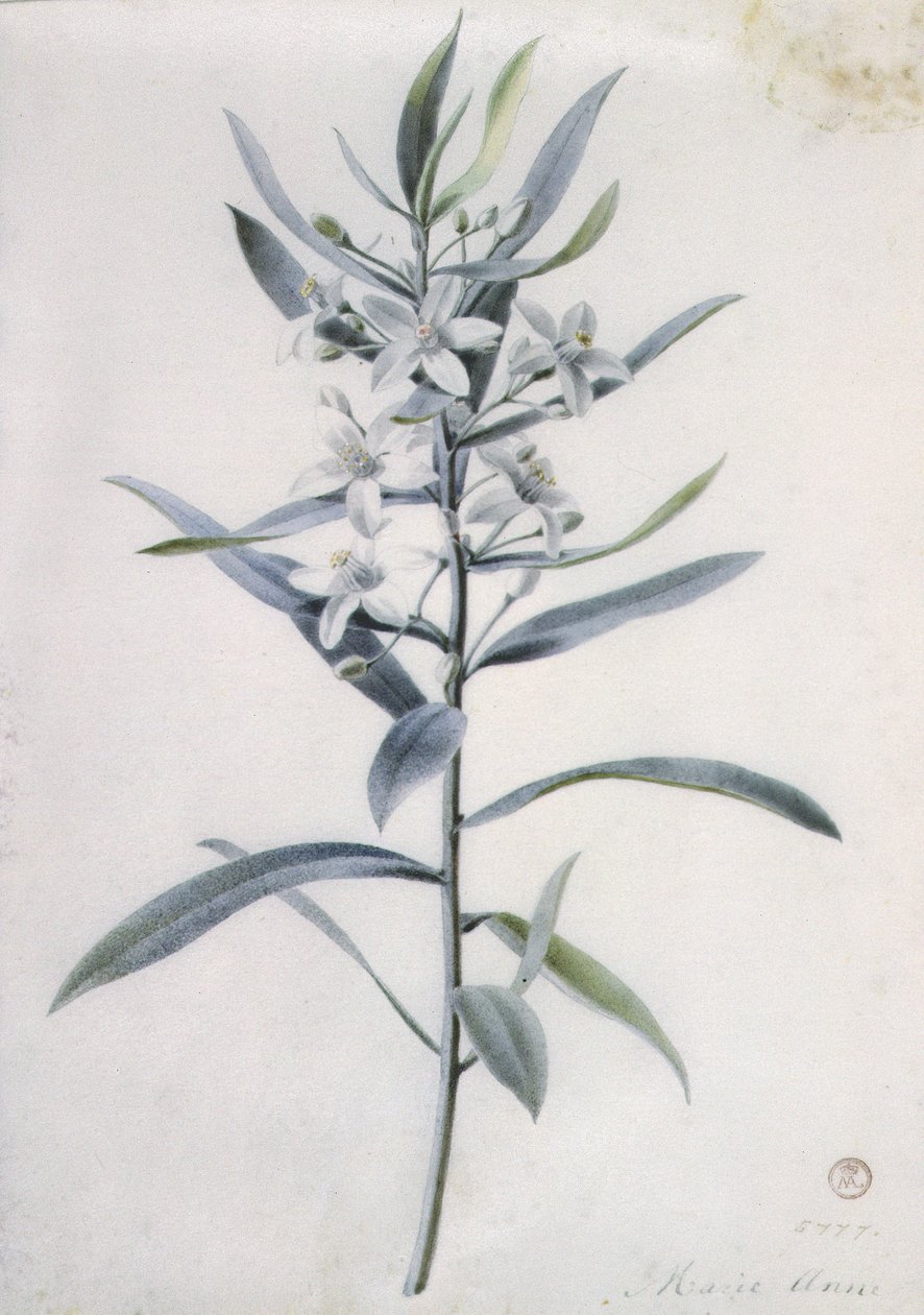 Blomsterstykker, 1700-tallet av Marie Anne