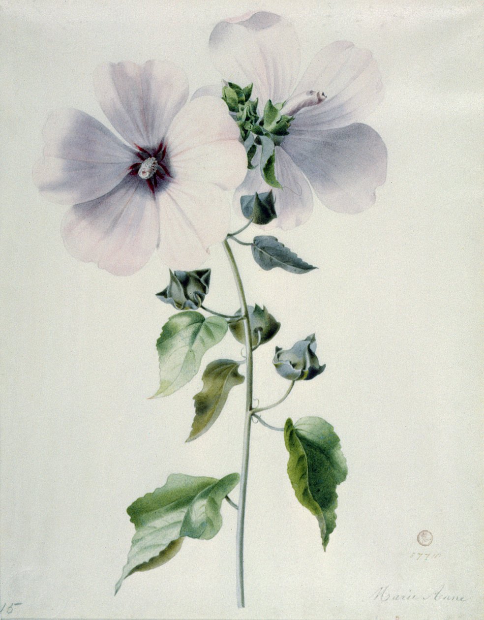 Musk Mallow, 1700-tallet av Marie Anne