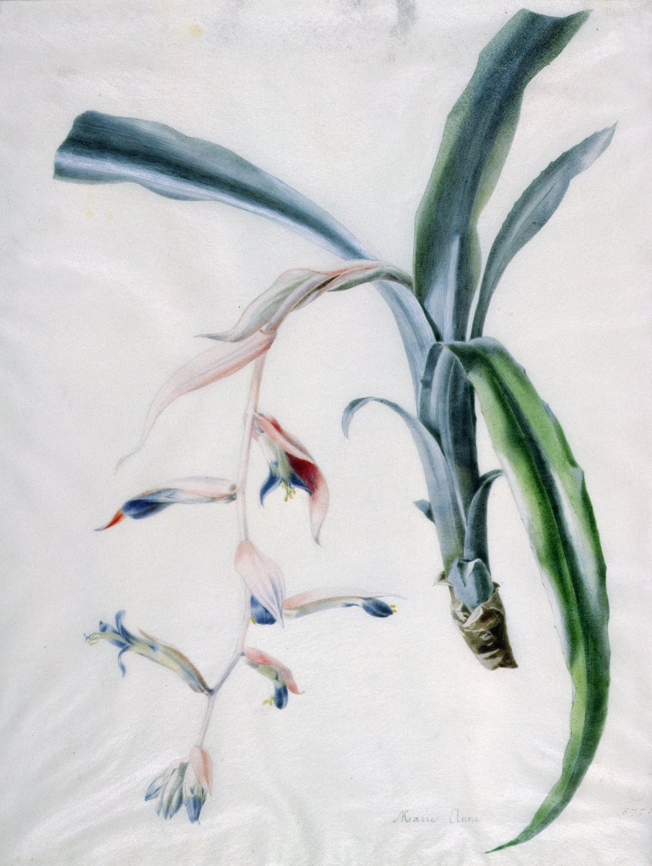 Orkidé, 1700-tallet av Marie Anne