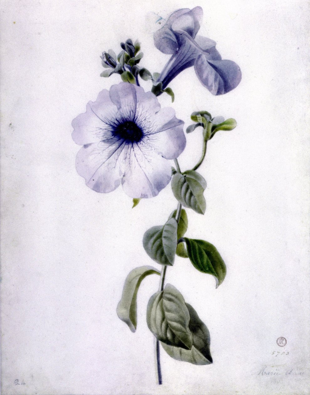 Petunia av Marie Anne