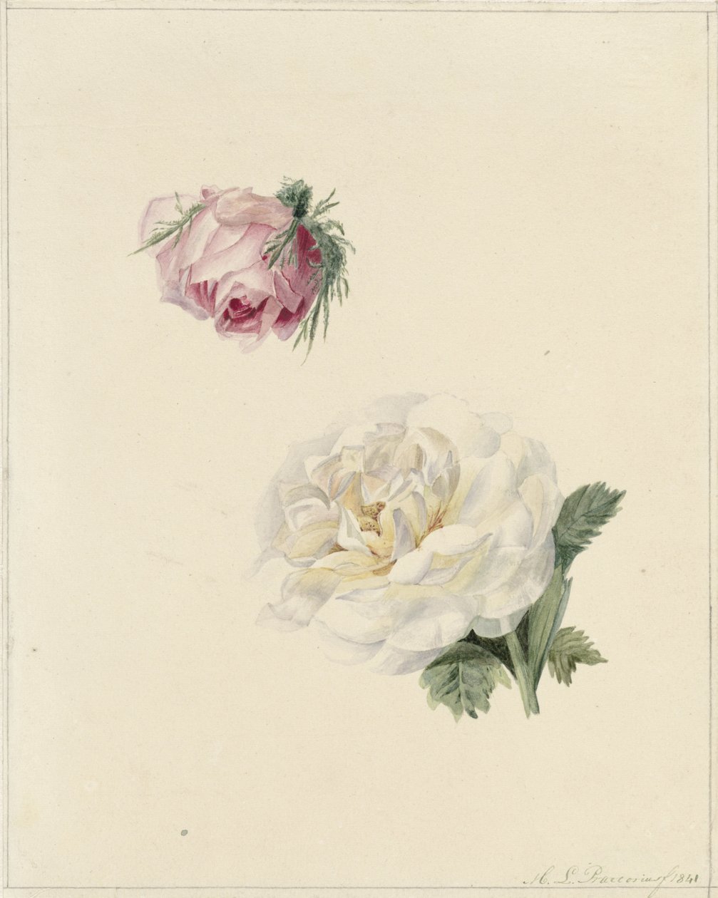 Studier av en rosa og en hvit rose av Marie Louise Praetorius