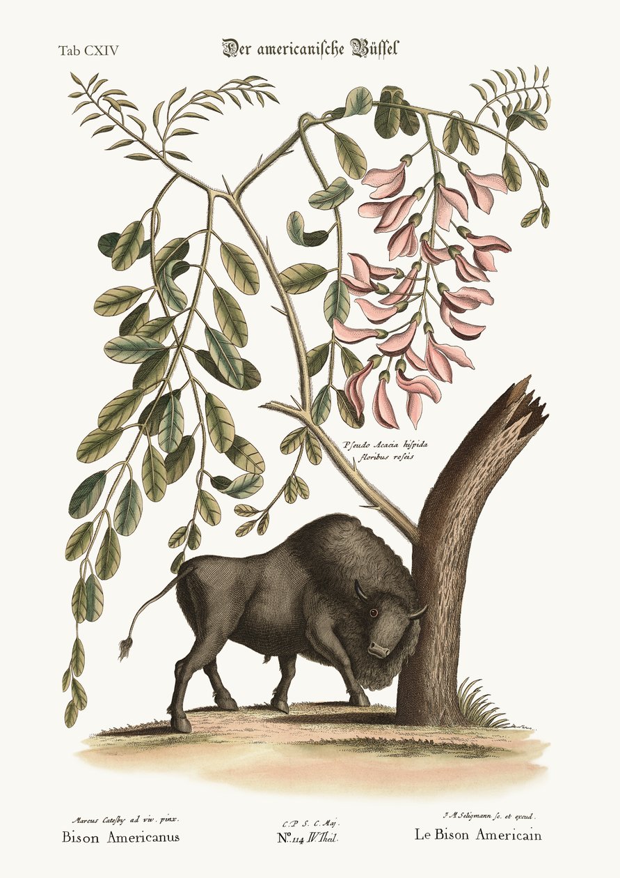 Den amerikanske bisonen, 1749-73 av Mark Catesby
