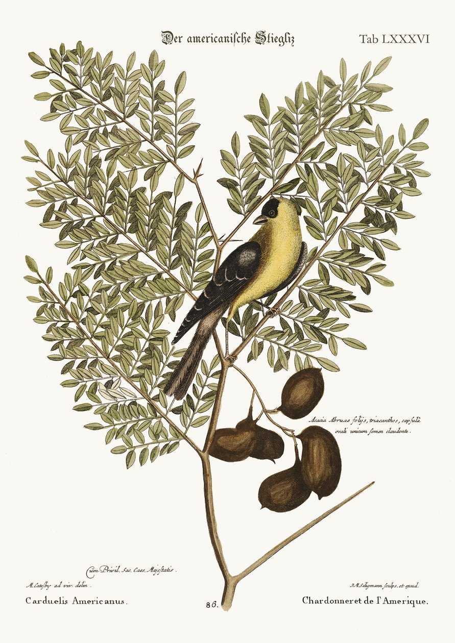 The American Goldfinch, 1749-73 av Mark Catesby