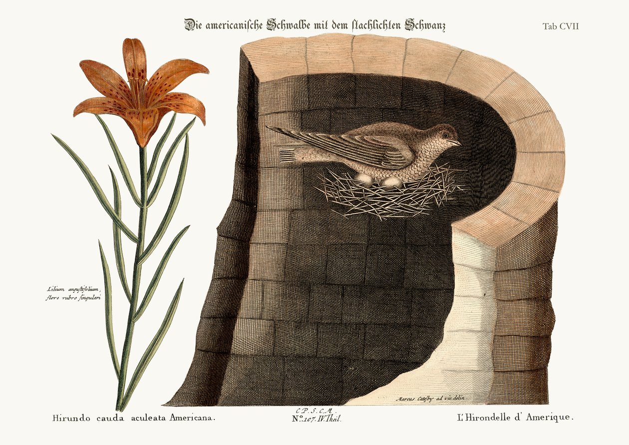 Den amerikanske svalen, 1749-73 av Mark Catesby
