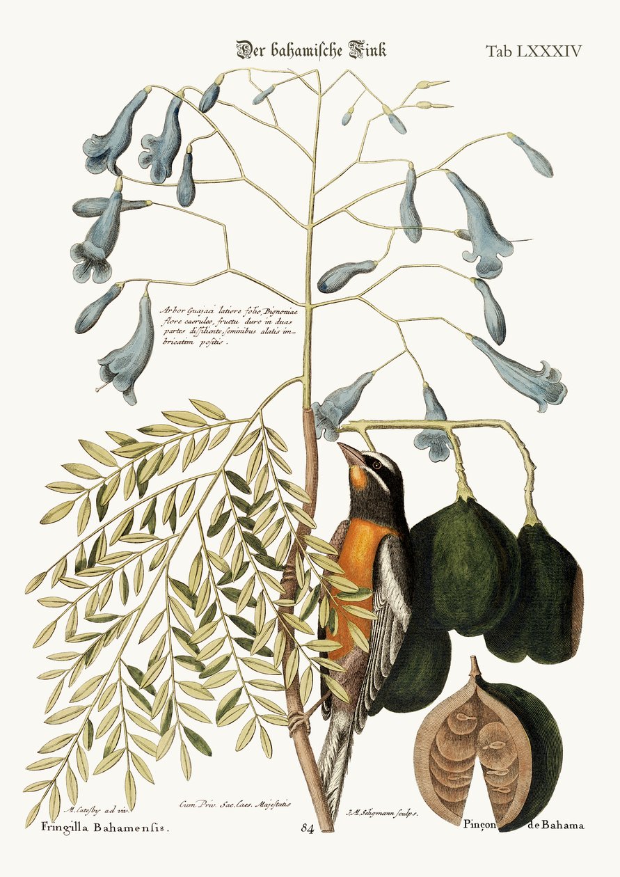 Bahama Finch, 1749-73 av Mark Catesby