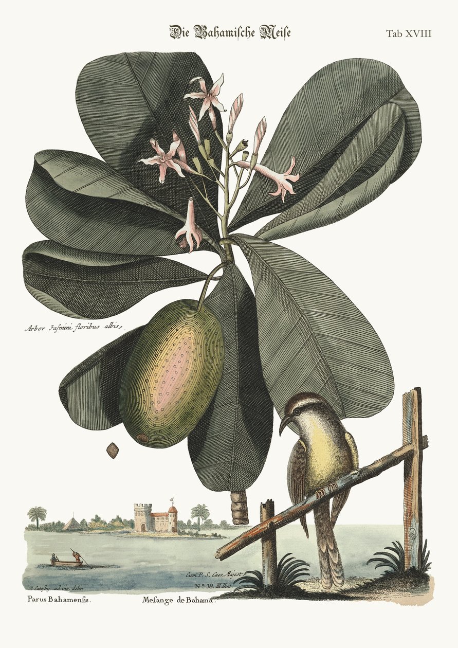 Bahamameisen, 1749-73 av Mark Catesby