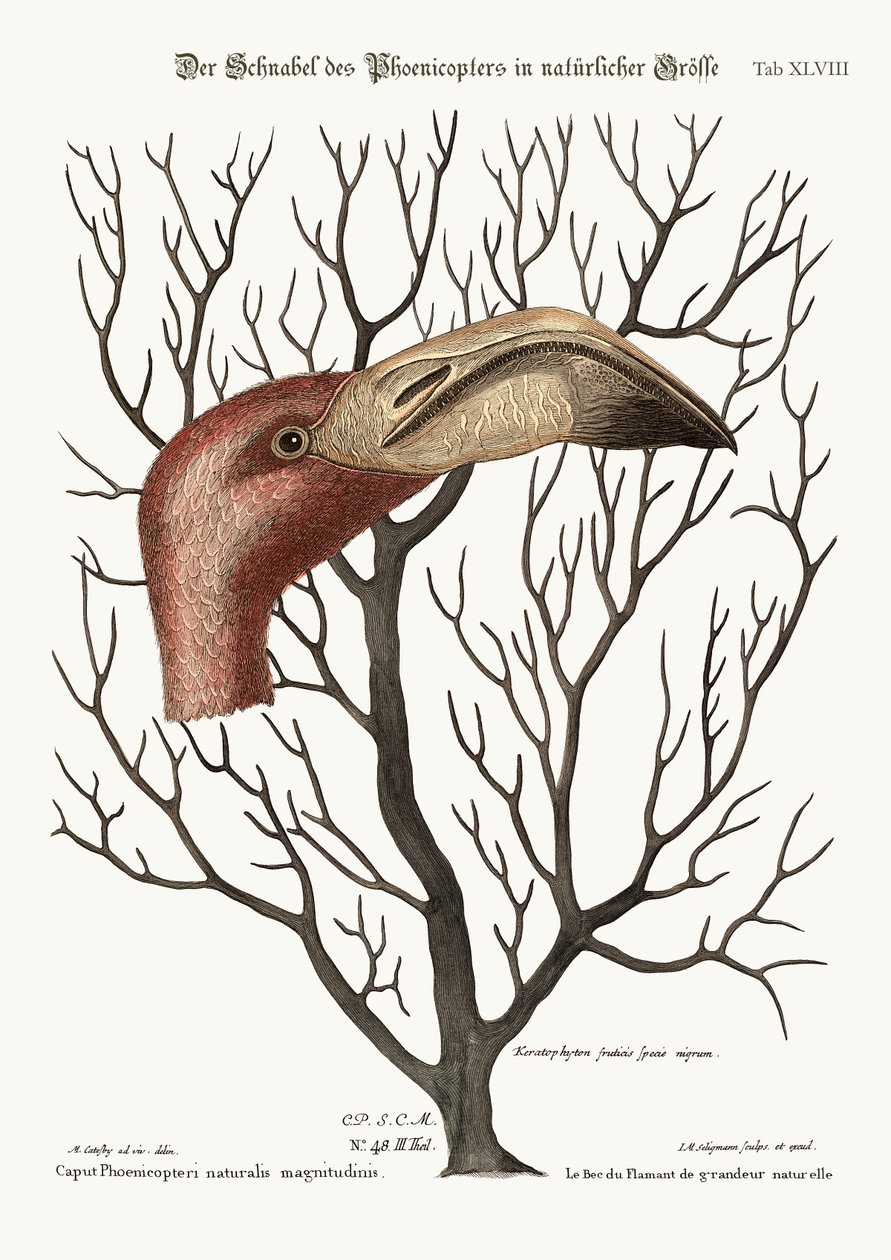 The Bill of the Flamingo i sine fulle dimensjoner, 1749-73 av Mark Catesby