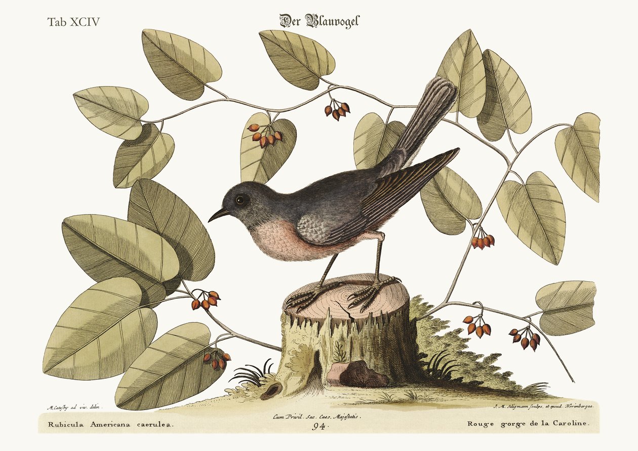 Den blå fuglen, 1749-73 av Mark Catesby