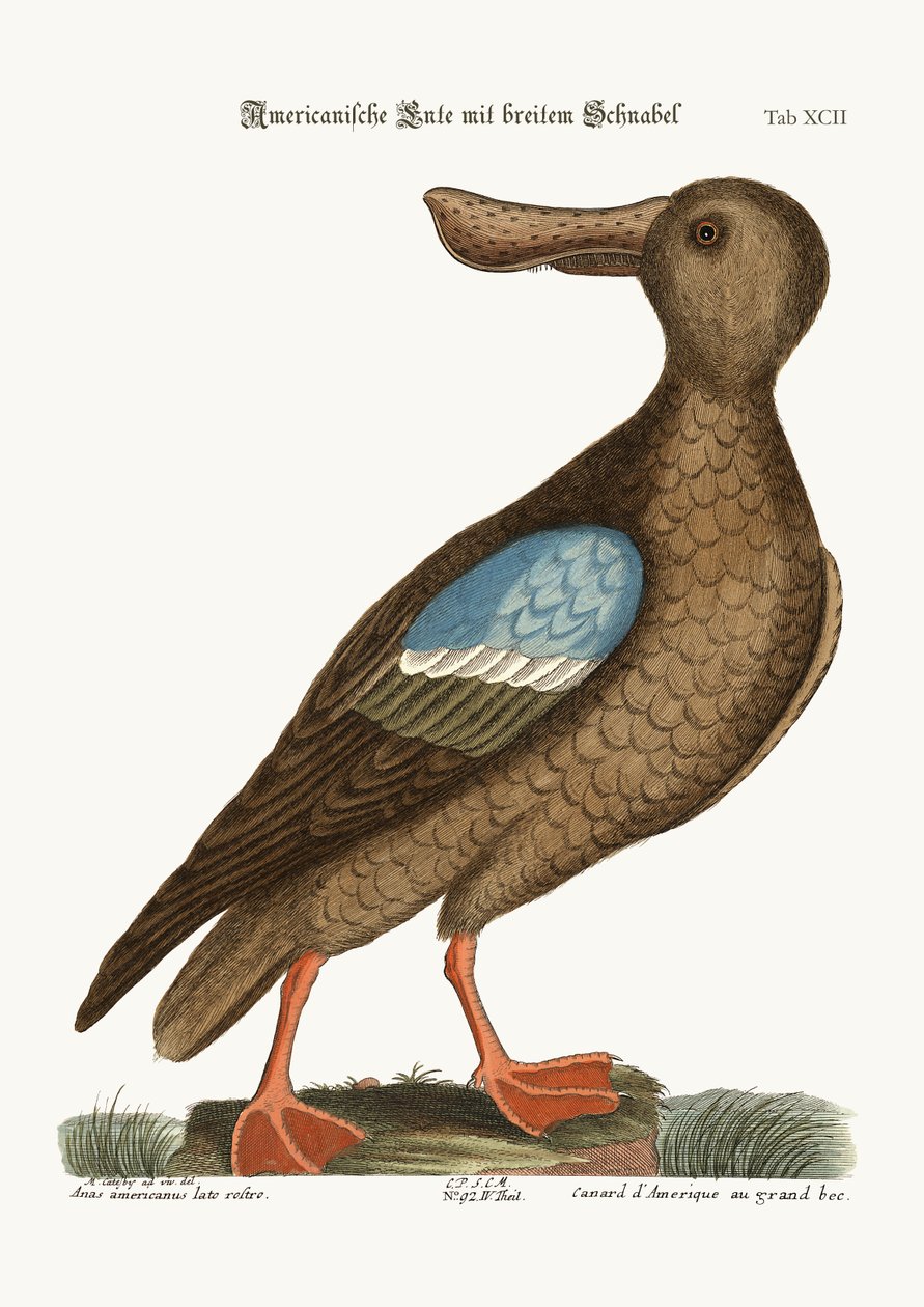 The Blue-wing Shoveler, 1749-73 av Mark Catesby