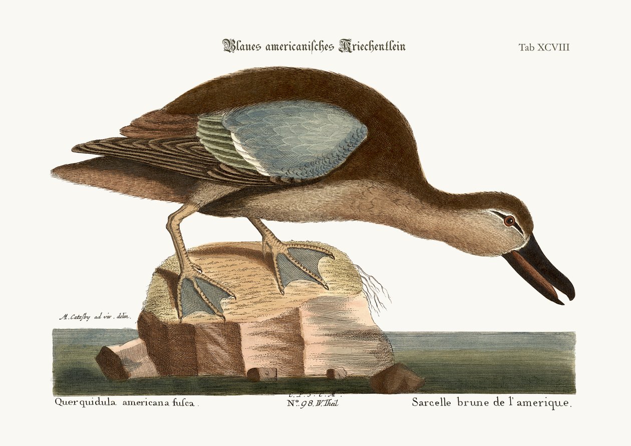 Den blåvinge krikkand, 1749-73 av Mark Catesby