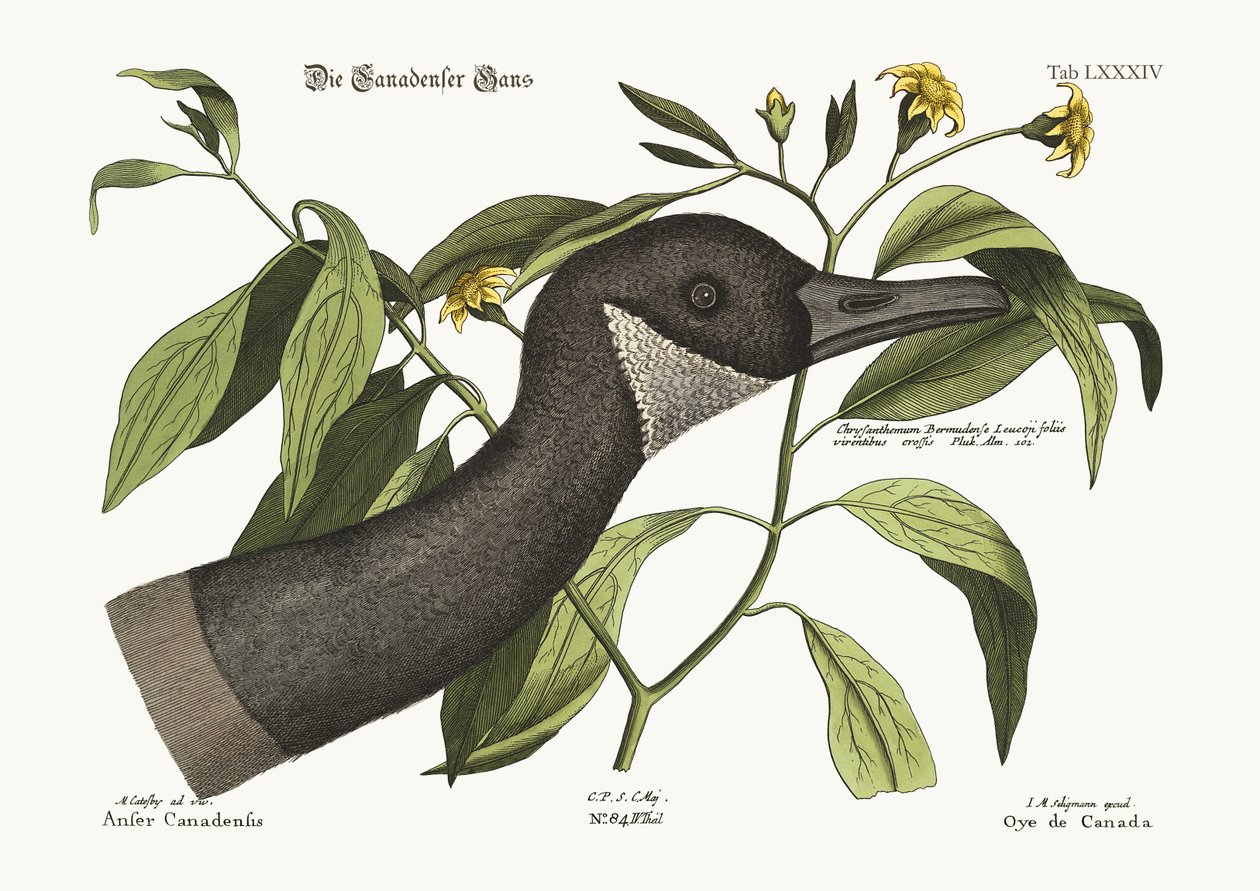 Canada Goose, 1749-73 av Mark Catesby