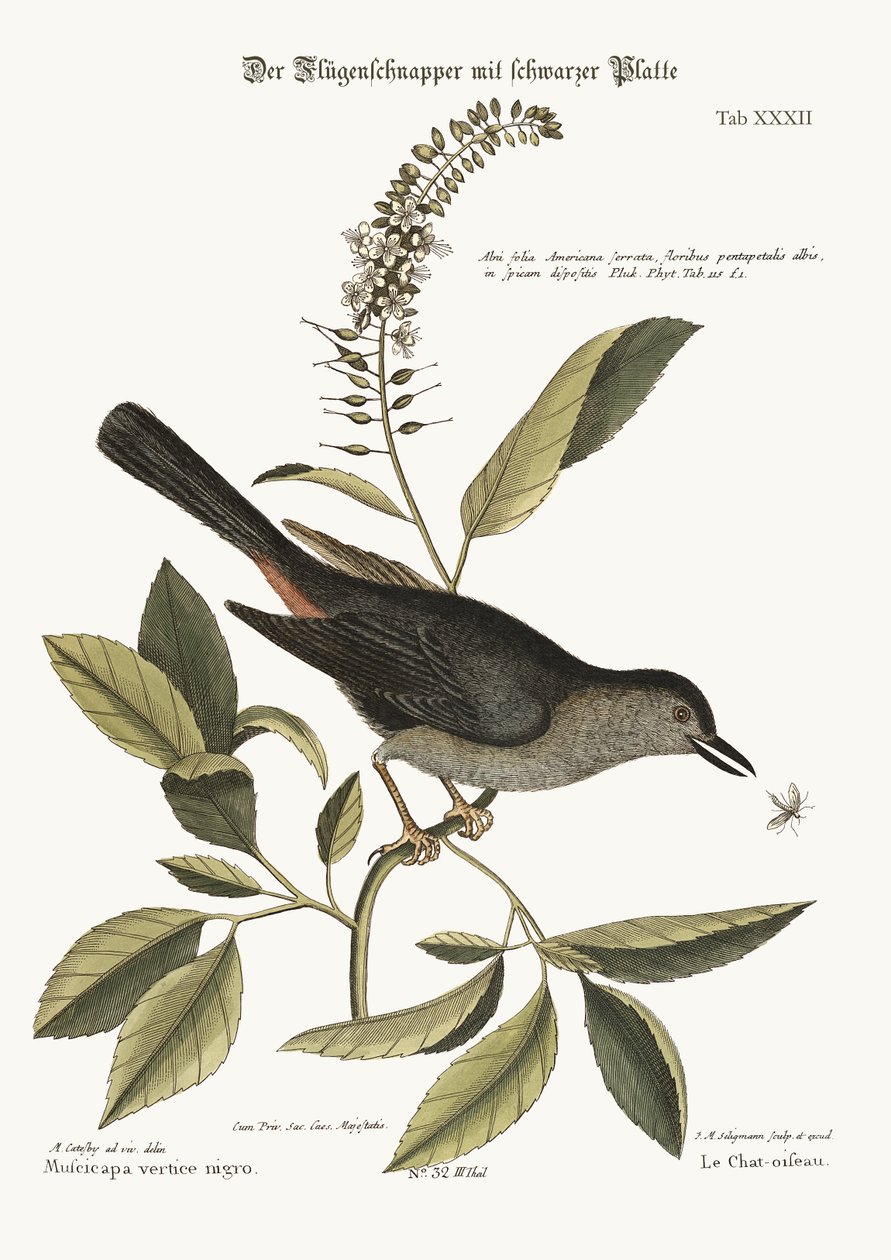 Kattefuglen, 1749-73 av Mark Catesby