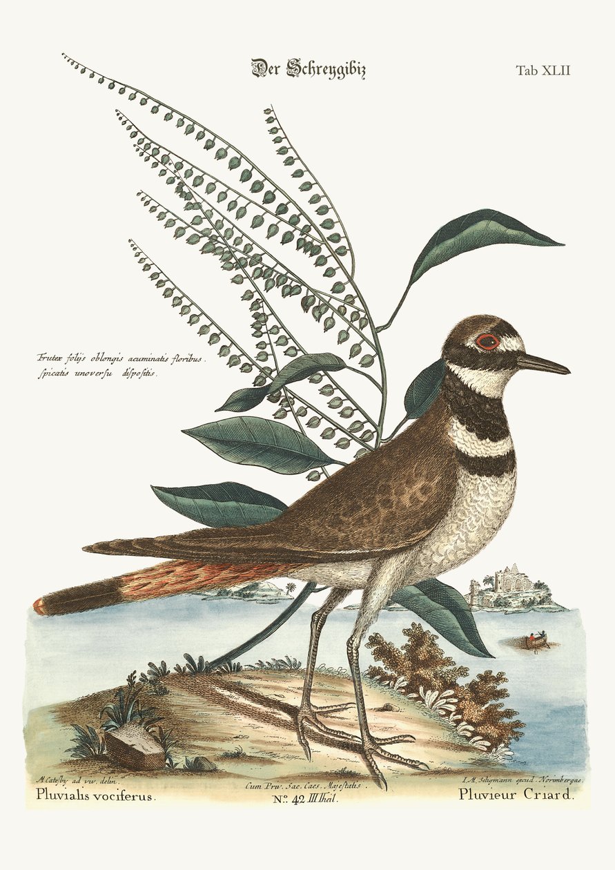 The Chattering Plover, 1749-73 av Mark Catesby