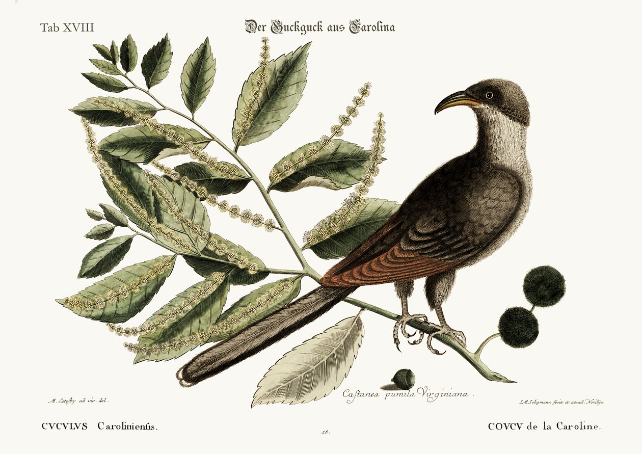 The Cuckow of Carolina, 1749-73 av Mark Catesby