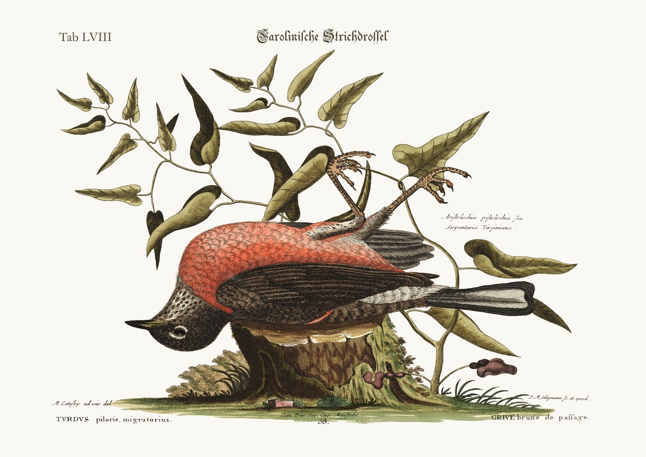 The Fieldfare of Carolina, 1749-73 av Mark Catesby
