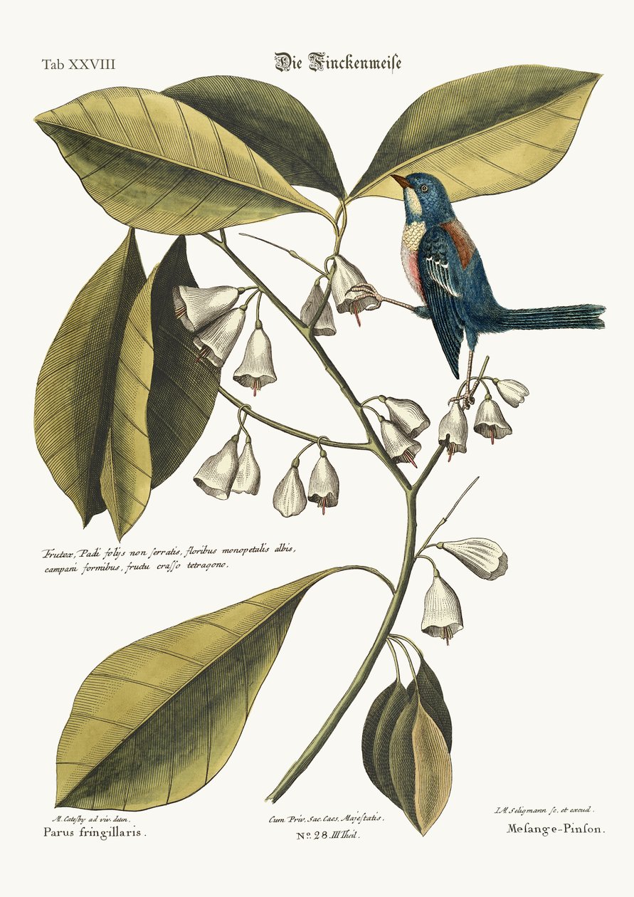The Finch-Creeper, 1749-73 av Mark Catesby