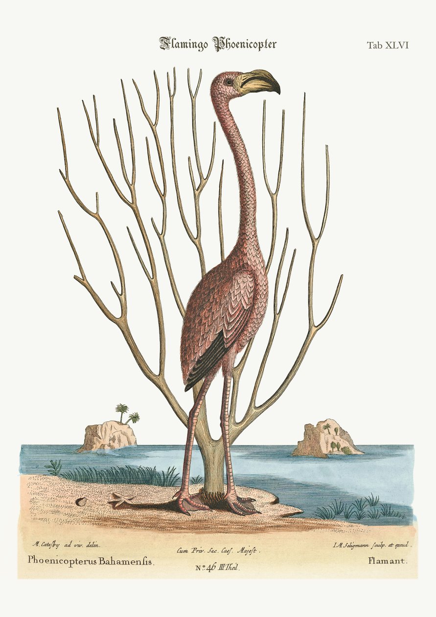 Flamingoen, 1749-73 av Mark Catesby