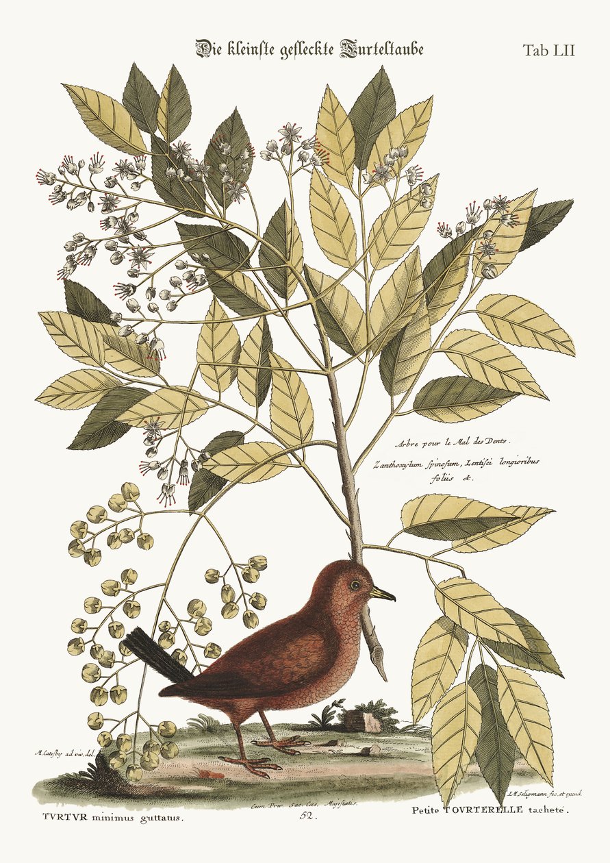 The Ground Dove, 1749-73 av Mark Catesby