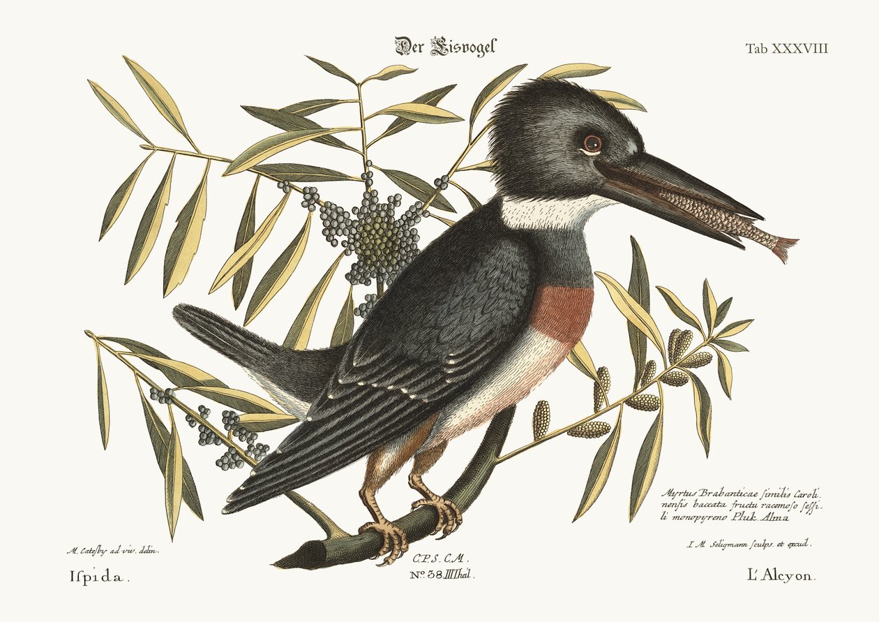 Isfuglen, 1749-73 av Mark Catesby