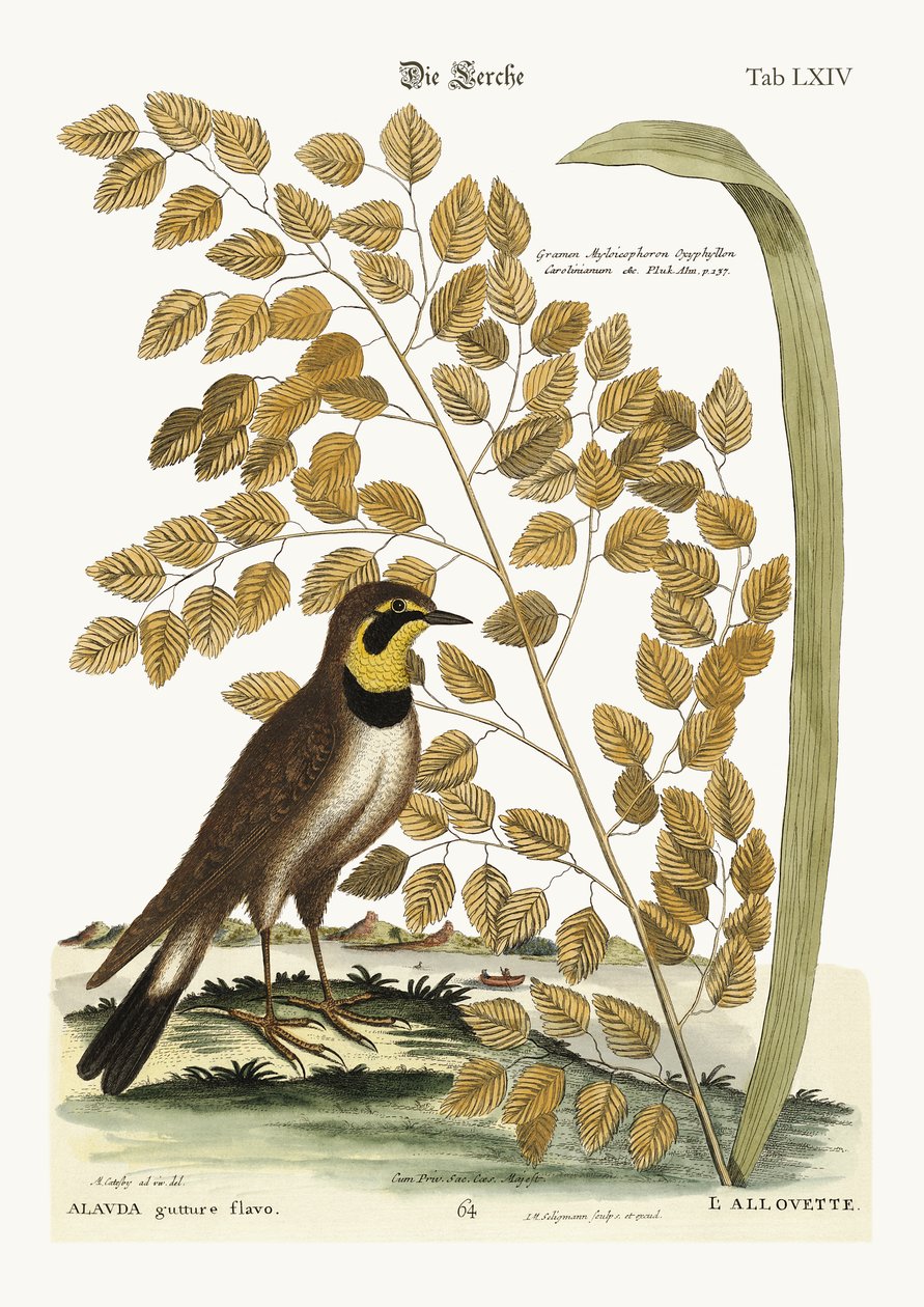Lerken, 1749-73 av Mark Catesby