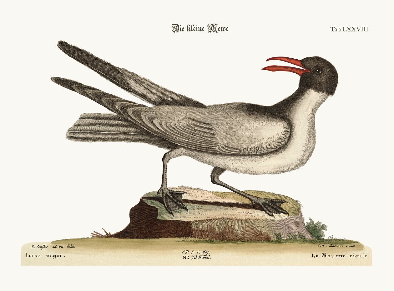 Lattermåken, 1749-73 av Mark Catesby
