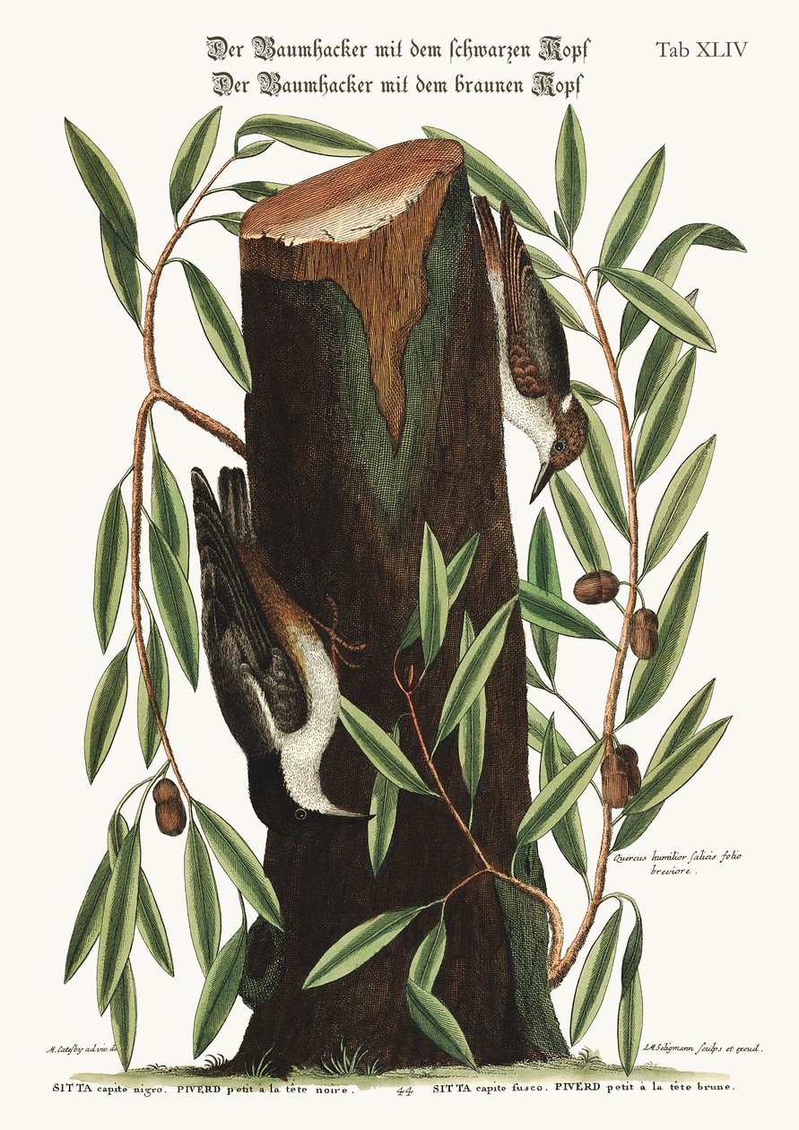 Nuthatch. Den lille nøtteklekken, 1749-73 av Mark Catesby