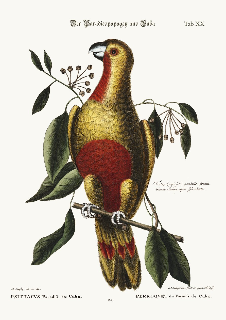 Papegøyen fra Paradiset på Cuba, 1749-73 av Mark Catesby