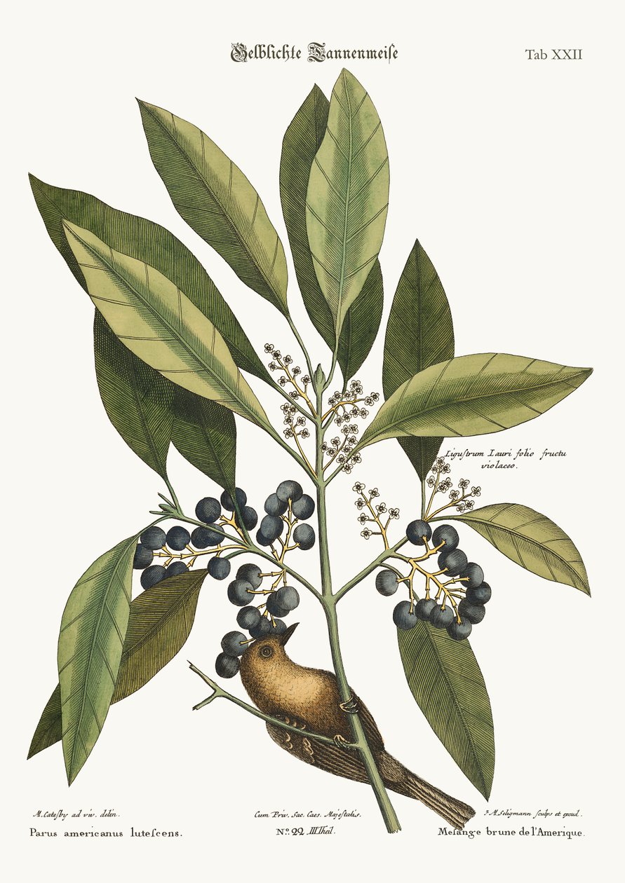 Furukryperen, 1749-73 av Mark Catesby