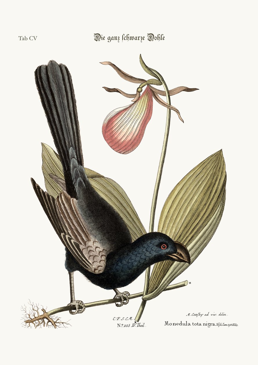 The Razor-billed Black-bird of Jamaica, 1749-73 av Mark Catesby