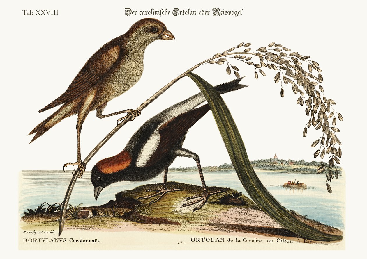 Risfuglen, 1749-73 av Mark Catesby