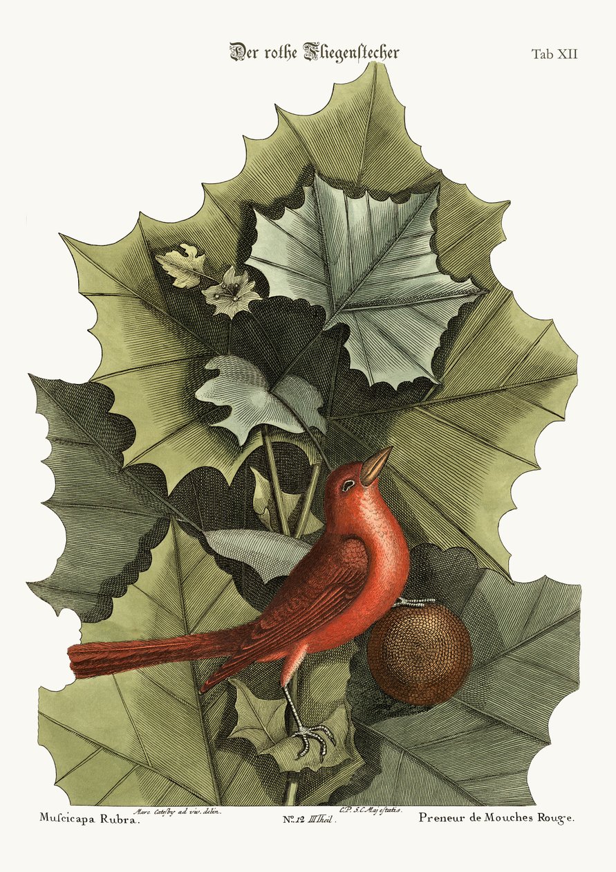 Sommerrødfuglen, 1749-73 av Mark Catesby