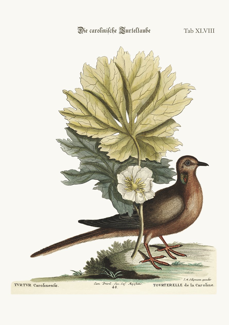 Skilpadden fra Carolina, 1749-73 av Mark Catesby