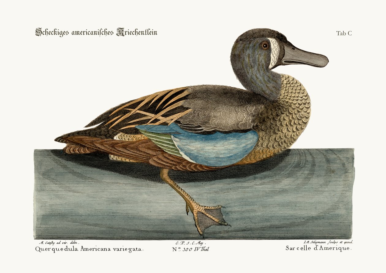 The White-face Teal, 1749-73 av Mark Catesby