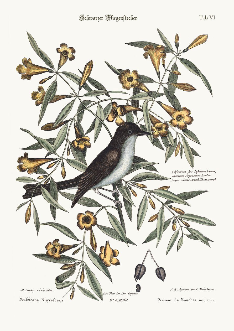 Den svarthatte fluesnapperen, 1749-73 av Mark Catesby