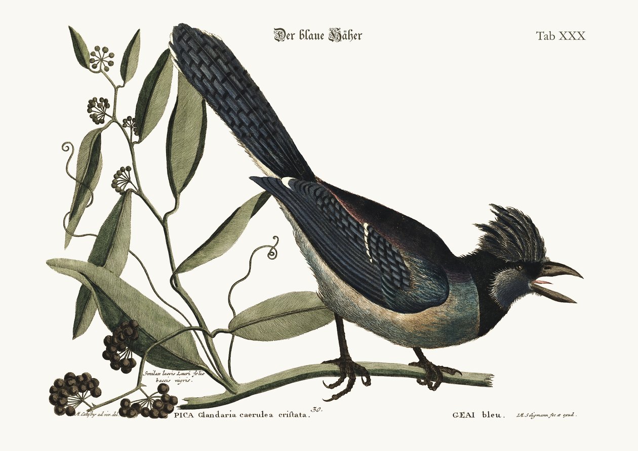 Den blå Jay, 1749-73 av Mark Catesby