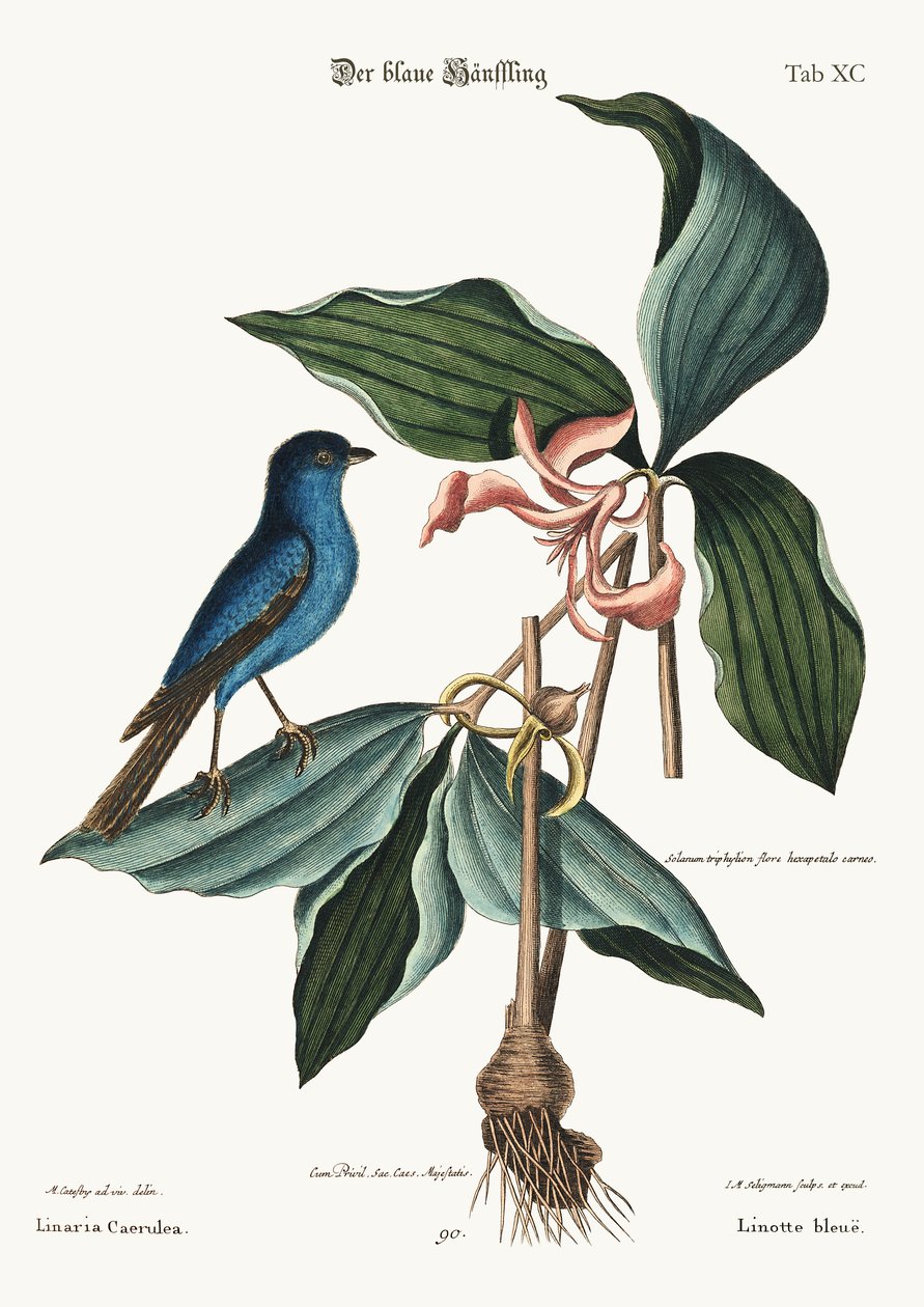 Den blå linnet, 1749-73 av Mark Catesby