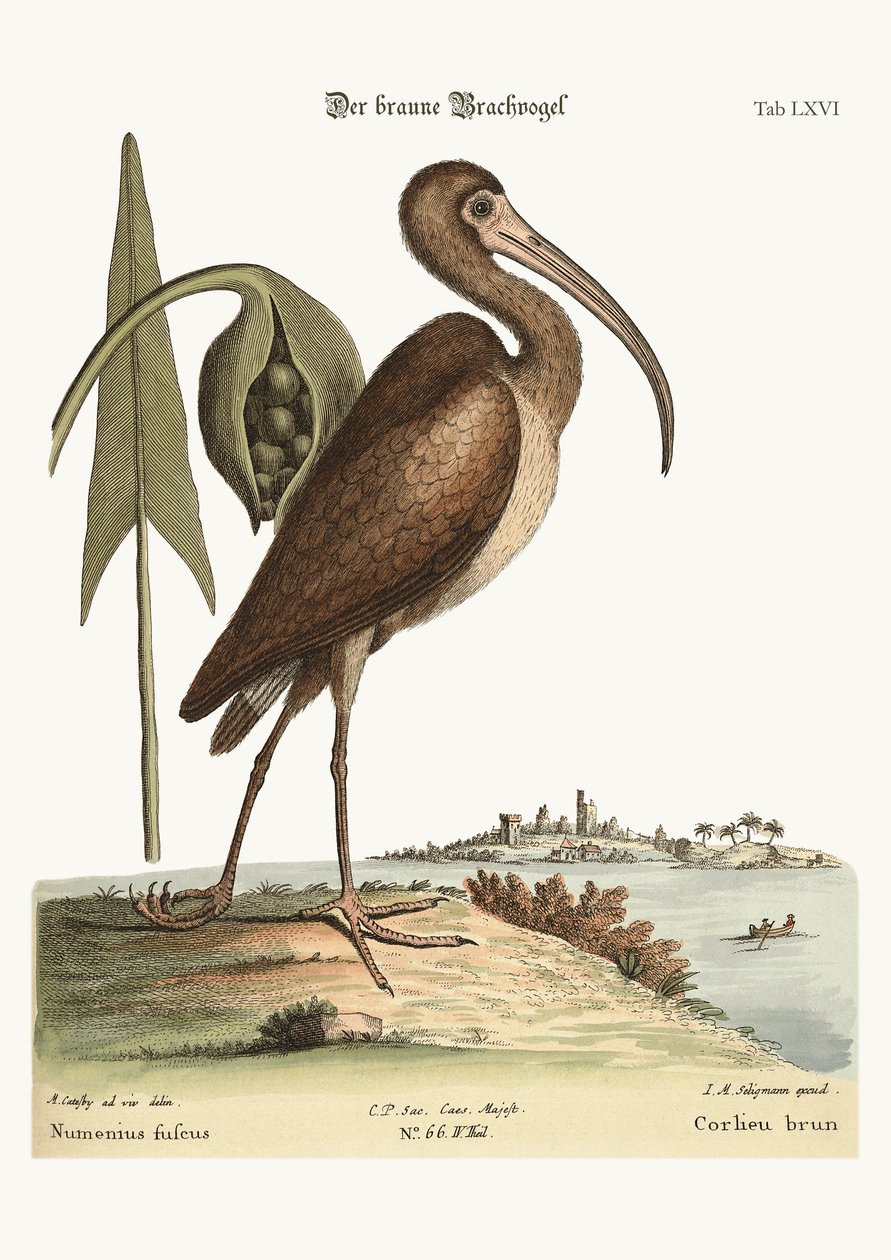 Den brune krølle, 1749-73 av Mark Catesby