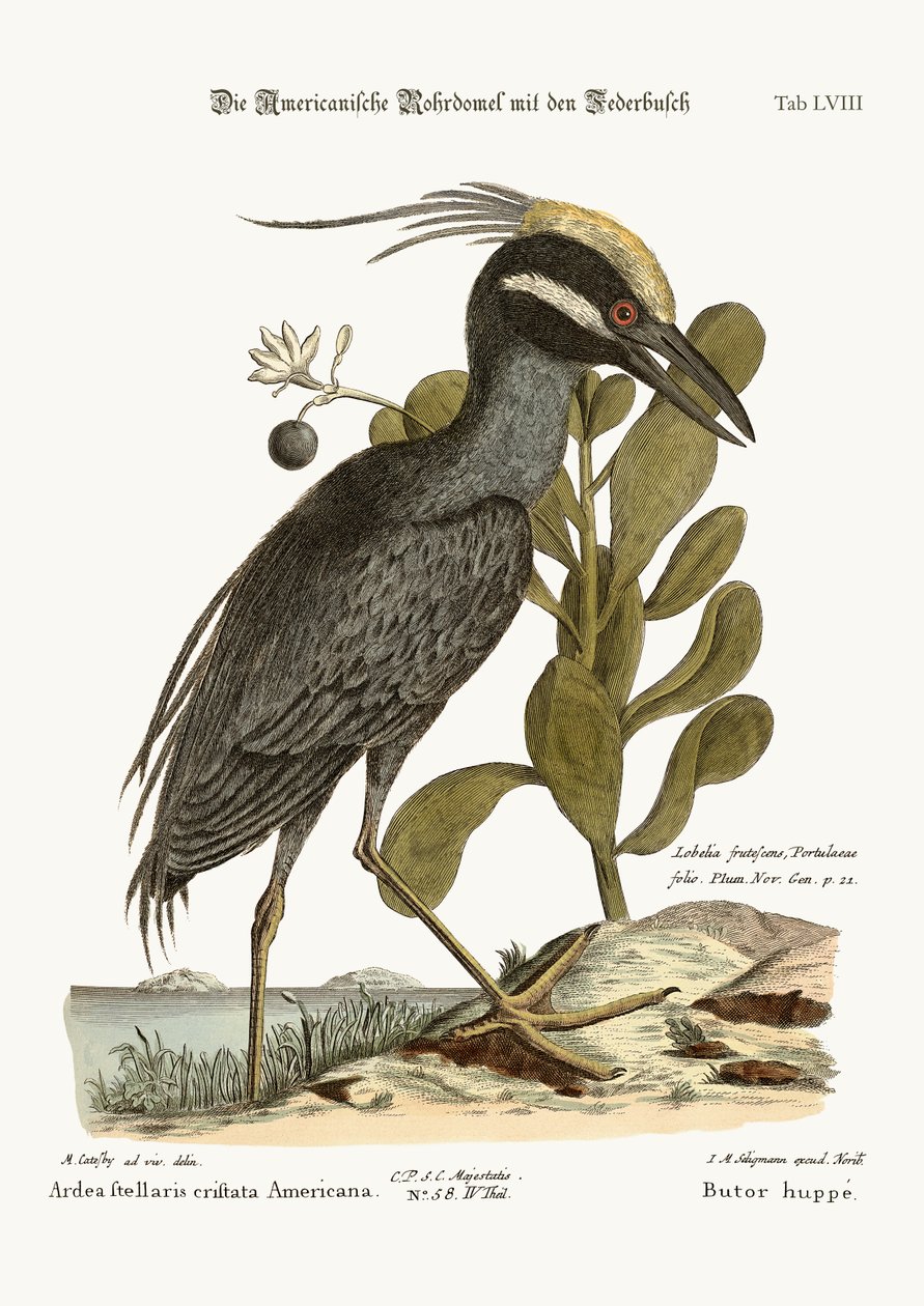 The crested Bittern, 1749-73 av Mark Catesby