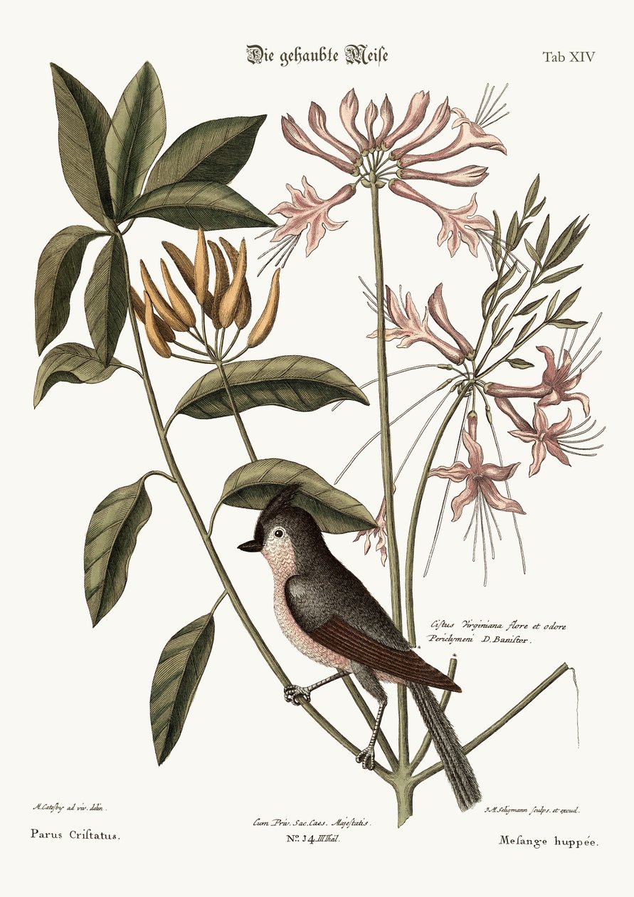 Toppmeisen, 1749-73 av Mark Catesby