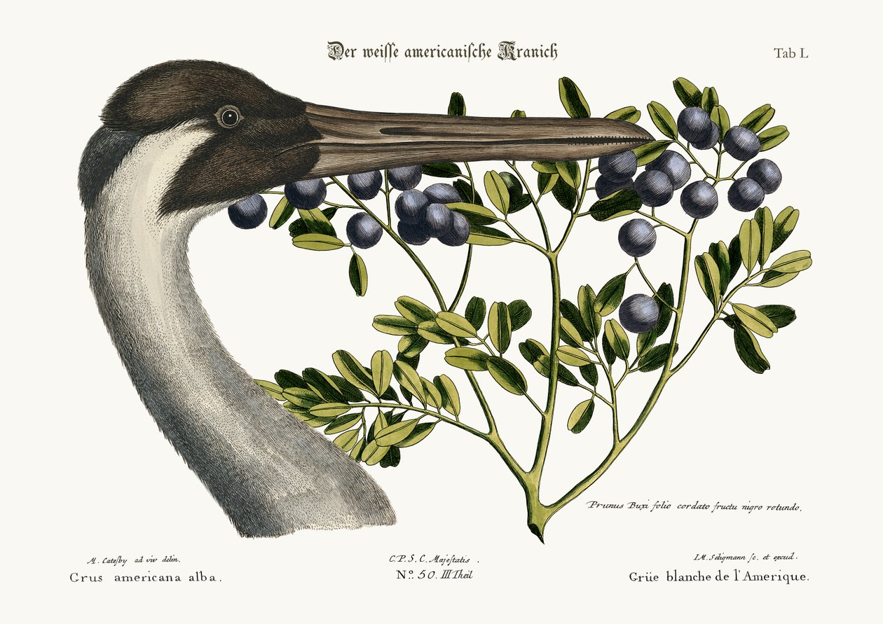 Den bøylekran, 1749-73 av Mark Catesby